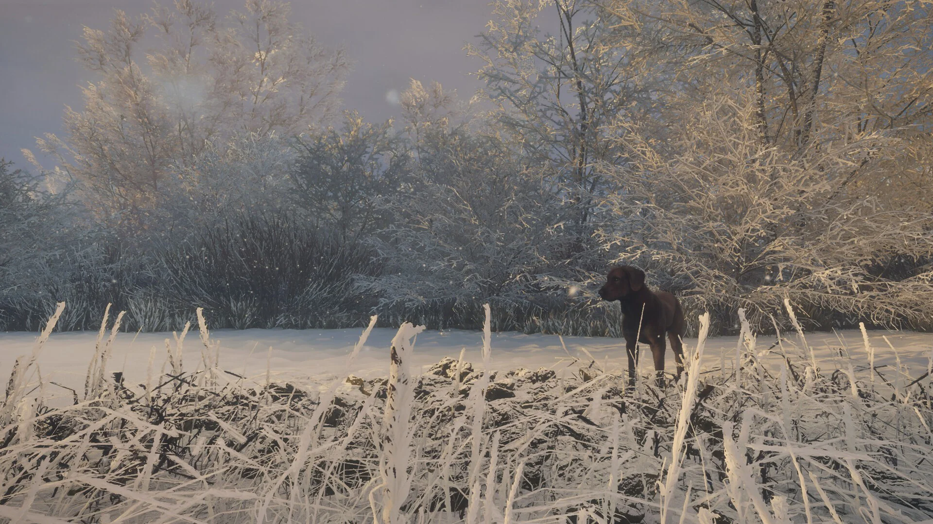 theHunter: Call of the Wild™ - Labrador Retriever - Image 4